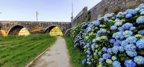 Scenic view of flowering plants against clear blue sky