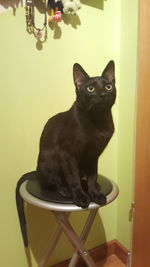 Black cat sitting on floor