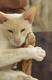 Close-up of a cat