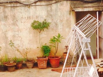 Potted plants on wall