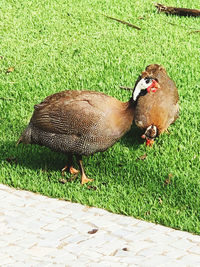 View of duck on field