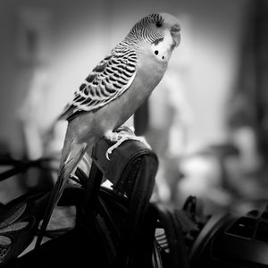 Close-up of parrot perching on wood