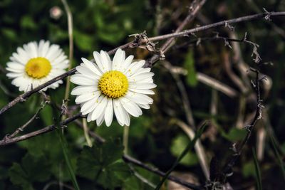 Close-up of white daisy flower