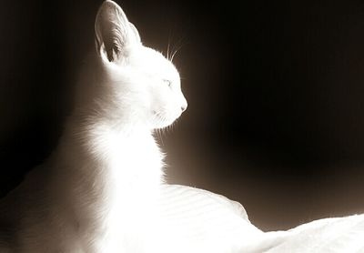 Close-up of white cat