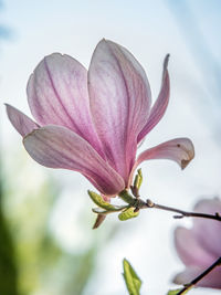 Closeup of magnolia tree flower in full blossom