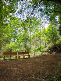 Trees and plants on field in forest