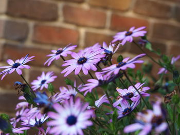 Close-up of purple flowering plants