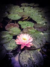 Close-up of lotus water lily in lake