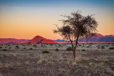 Tree on field against sky during sunset