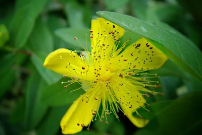 Close-up of yellow flowering plant