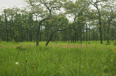 Scenic view of grassy field by trees