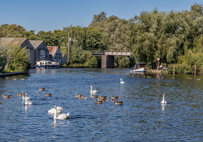 Ducks swimming in lake