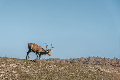 View of deer on field against sky