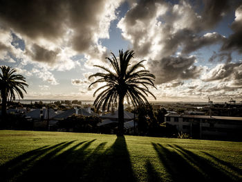 Palm trees on field against sky at sunset