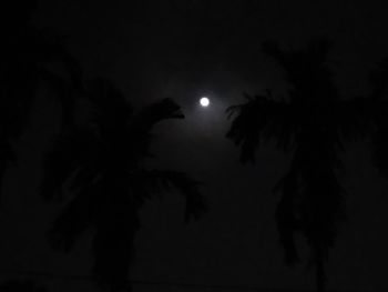 Low angle view of silhouette trees against sky at night