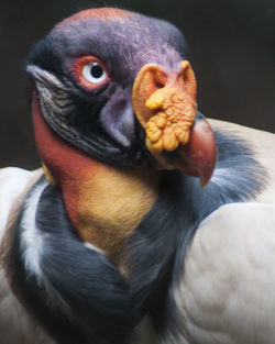 Close-up of bird