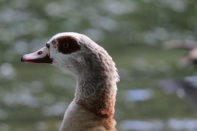 Close-up of a bird