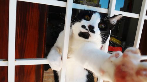 Close-up portrait of cat