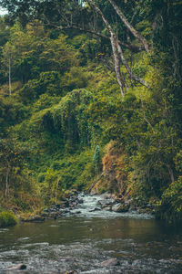 River flowing amidst trees in forest