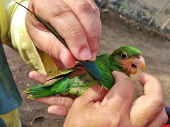 Midsection of person holding bird