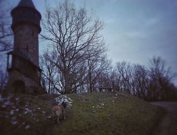 Dog in cemetery against sky