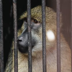 Close-up of monkey in cage at zoo