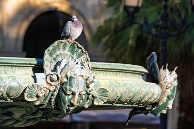 Close-up of bird statue