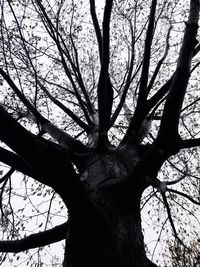 Low angle view of silhouette tree against sky