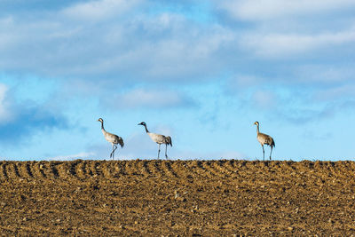 Low angle view of birds on field against sky