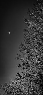 Silhouette plant against sky at night