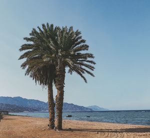 Palm tree by sea against clear sky