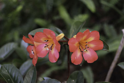 Close-up of flowers