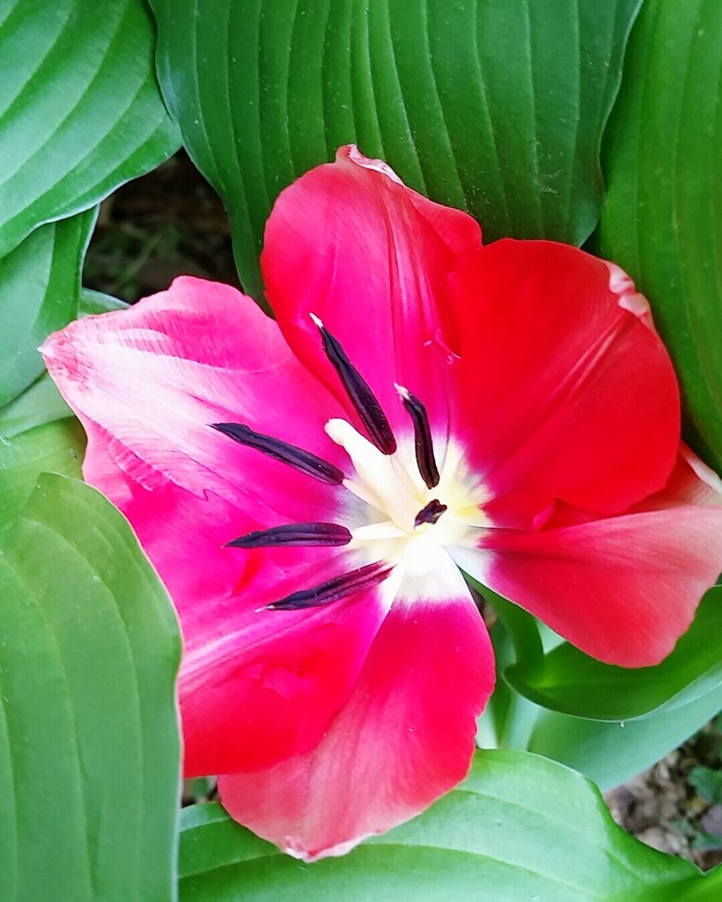 flower, petal, freshness, flower head, fragility, growth, beauty in nature, leaf, single flower, pink color, blooming, close-up, nature, plant, green color, red, stamen, pollen, in bloom, blossom