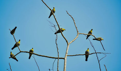 Low angle view of bird perching on tree against sky