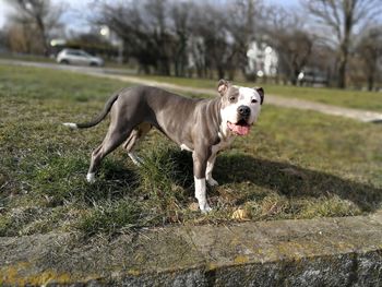 Dog on grass