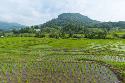 Scenic view of rice field against sky