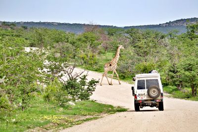 Giraffe crossing road in front of car