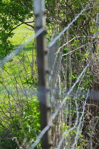 Trees growing on field in forest