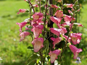 Close-up of pink flowering plants