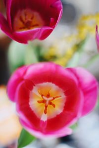 Close-up of flower blooming outdoors