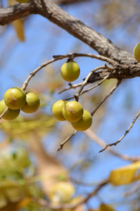 Indian ebony or tendu fruit. tendu is a seasonal fruit available mainly in summer