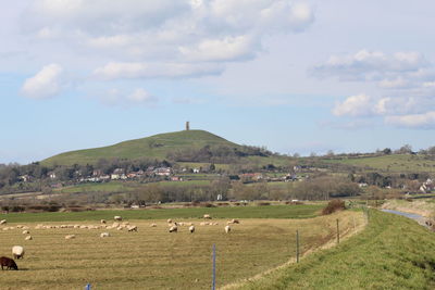 Cows grazing on field against sky