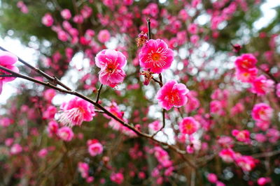 Close-up of pink cherry blossom