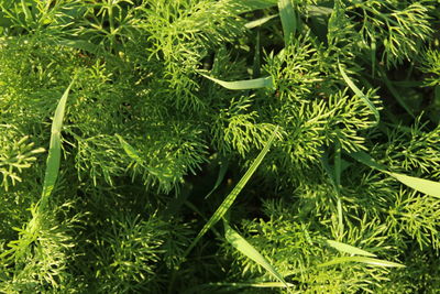 Plant growing in the background