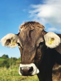 Close-up of a cow