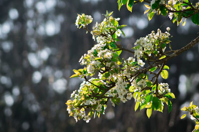 Close-up of yellow flowers on branch