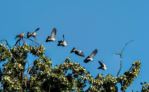 Low angle view of birds flying against blue sky