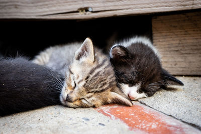 Cats resting