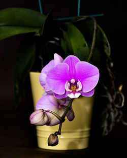 Close-up of pink orchid flower