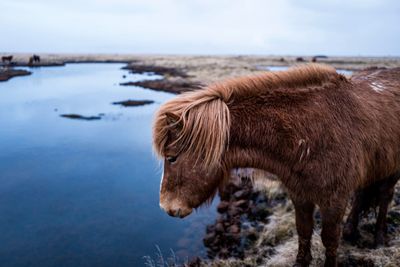 Close-up of highland cattle standing at lake against sky